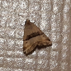 Pseudozarba bipartita