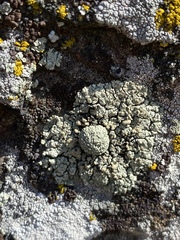 Rhizoplaca opiniconensis