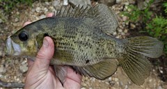 Ambloplites ariommus