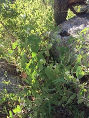 Guardiola platyphylla