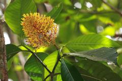 Palicourea guianensis