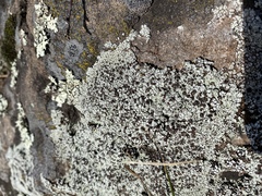 Lecanora argopholis