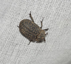 Trogidae