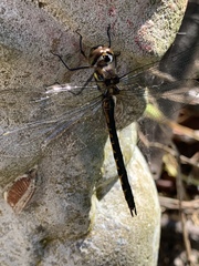 Hemicordulia armstrongi