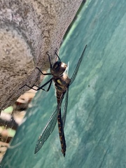 Hemicordulia armstrongi