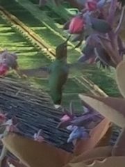 Calypte anna