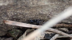 Liophrurillus flavitarsis