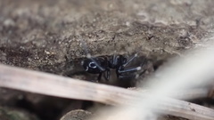 Liophrurillus flavitarsis