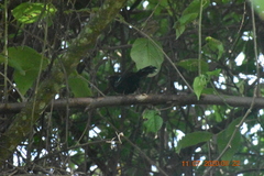 Cercomacra nigricans