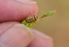 Cryptocephalus spurcus