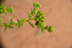 Cryptocephalus spurcus