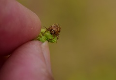 Cryptocephalus spurcus