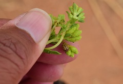 Cryptocephalus spurcus