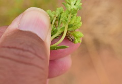 Cryptocephalus spurcus