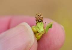 Cryptocephalus spurcus