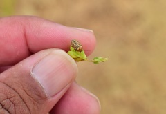 Cryptocephalus spurcus