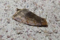 Plagiomimicus jalada