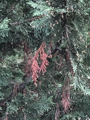 Pestalotiopsis funerea