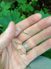 Festuca subverticillata