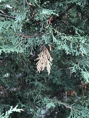 Pestalotiopsis funerea