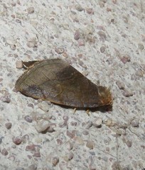 Plagiomimicus jalada