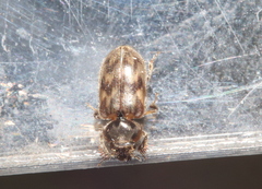 Heteroceridae