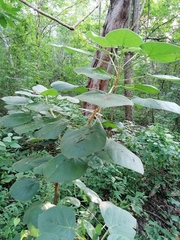 Croton suberosus