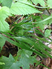 Festuca subverticillata