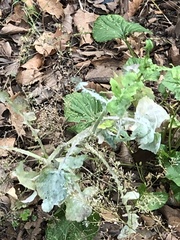 Golovinomyces sonchicola