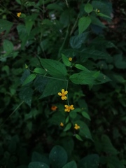 Hymenostephium tenue