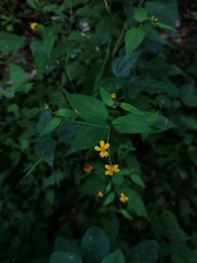 Hymenostephium tenue