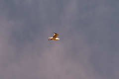 Leucophaeus pipixcan