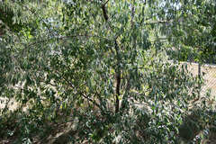 Elaeagnus angustifolia