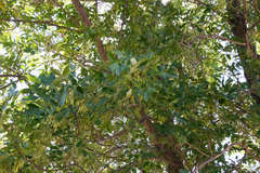 Fraxinus pennsylvanica