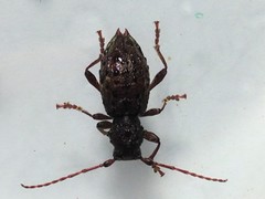 Plectrura spinicauda