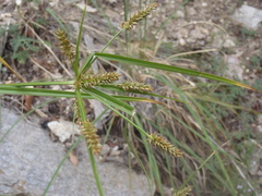 Cyperus mutisii