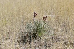 Yucca glauca