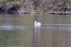 Pelecanus erythrorhynchos