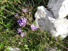 Gentianella anisodonta