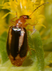 Lebia solea