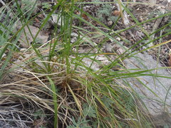 Cyperus mutisii