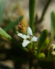 Limosella acaulis