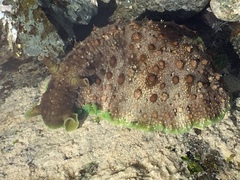 Dolabrifera brazieri