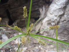 Cyperus mutisii
