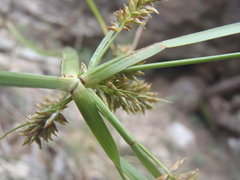 Cyperus mutisii
