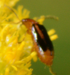 Lebia solea