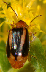 Lebia solea