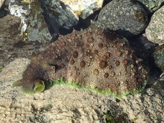 Dolabrifera brazieri