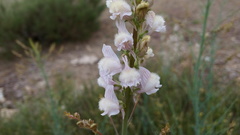 Linaria nivea
