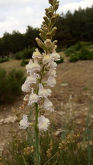 Linaria nivea